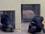 The image shows a chimpanzee embracing another one. The image shows a chimpanzee embracing another one.