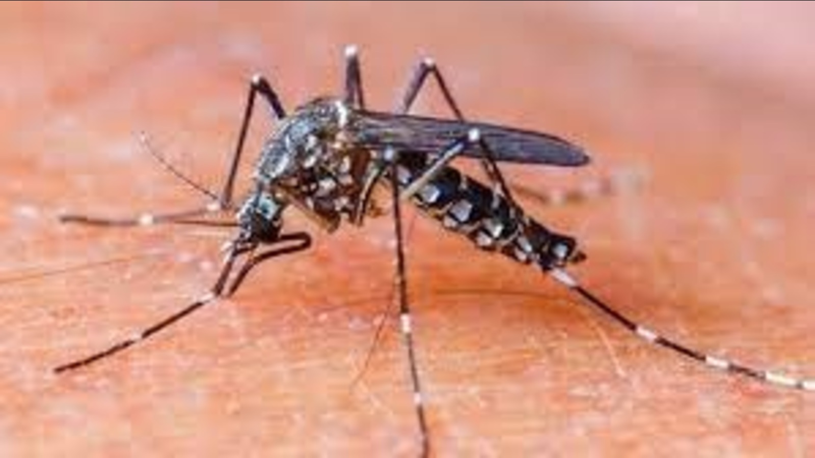 Five new dengue cases surface in U.P.'s Gorakhpur - Vimarsana News
