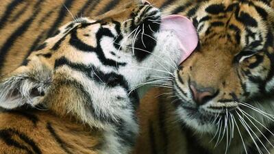 A Sumatran tiger cub cleans one of its parents during the annual weigh-in to document the health and condition of animals (REUTERS FILE?REPRESENTATIVE IMAGE)