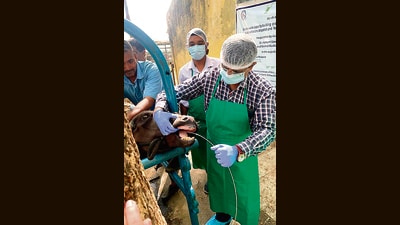As per the officials, the control of FMD can be achieved by mass vaccination of susceptible livestock repeatedly at regular intervals till the incidence of the disease comes down. (HT PHOTO) As per the officials, the control of FMD can be achieved by mass vaccination of susceptible livestock repeatedly at regular intervals till the incidence of the disease comes down. (HT PHOTO)