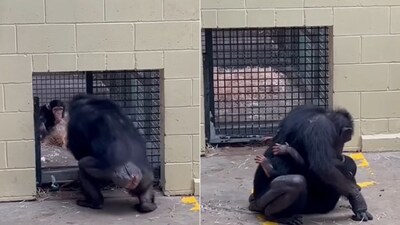 The image shows a chimpanzee embracing another one. (Facebook/@Rockhampton Zoo) The image shows a chimpanzee embracing another one. (Facebook/@Rockhampton Zoo)