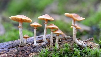 Magic mushrooms have been shown in clinical trials to treat severe depression , anxiety and post-traumatic stress disorder. (Shutterstock) Magic mushrooms have been shown in clinical trials to treat severe depression , anxiety and post-traumatic stress disorder. (Shutterstock)