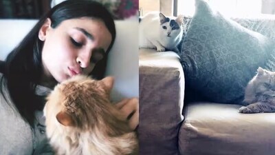 National award-winning actor Alia Bhatt is cat parent to her adorable feline companion Edward. This furball has not just captured Alia's heart, but also her fans'. She frequently shares glimpses of her beloved feline friend on Instagram, and the fans can't get enough of their adorable bond. (Instagram) National award-winning actor Alia Bhatt is cat parent to her adorable feline companion Edward. This furball has not just captured Alia's heart, but also her fans'. She frequently shares glimpses of her beloved feline friend on Instagram, and the fans can't get enough of their adorable bond. (Instagram)