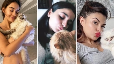 While they rule the heart of their fans with their enchanting beauty and on-screen persona, they have a nurturing side too. From Alia Bhatt, Athiya Shetty to Disha Patani, these Bollywood beauties are cat moms to some of the most adorable animal companions. (Instagram) While they rule the heart of their fans with their enchanting beauty and on-screen persona, they have a nurturing side too. From Alia Bhatt, Athiya Shetty to Disha Patani, these Bollywood beauties are cat moms to some of the most adorable animal companions. (Instagram)