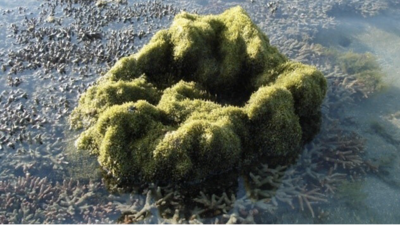Dome-like growth of K. alvarezii which suppresses the growth of the native corals in Gulf of Mannar (Photo Courtesy: Dr. S. Chandrasekaran, Department of Plant Sciences, Madurai Kamaraj University) Dome-like growth of K. alvarezii which suppresses the growth of the native corals in Gulf of Mannar (Photo Courtesy: Dr. S. Chandrasekaran, Department of Plant Sciences, Madurai Kamaraj University)