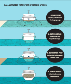Ballast Water Transport of Marine Species (Photo Courtesy: Dakshin Foundation, Bengaluru ) Ballast Water Transport of Marine Species (Photo Courtesy: Dakshin Foundation, Bengaluru )