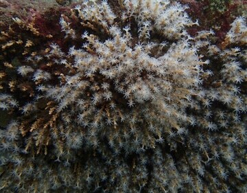snowflake Coral Image (Credit: Zoological Survey of India ) snowflake Coral Image (Credit: Zoological Survey of India )