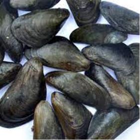 Mytella Strigate (Photo Courtesy: Central Marine Fisheries Research Institute) Mytella Strigate (Photo Courtesy: Central Marine Fisheries Research Institute)