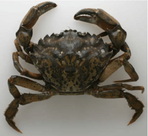 Green Crab (Carcinus maenas) (Zoological Survey of India) Green Crab (Carcinus maenas) (Zoological Survey of India)