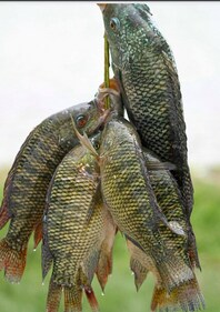 Oreochromis mossambicus (Mozambique tilapia) (Photo courtesy: Dakshin Foundation ) Oreochromis mossambicus (Mozambique tilapia) (Photo courtesy: Dakshin Foundation )