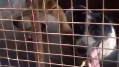 A screengrab from a video released by the Congress shows dogs being captured in an inhumane manner. (HT Photo) A screengrab from a video released by the Congress shows dogs being captured in an inhumane manner. (HT Photo)
