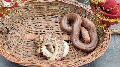 The Chambla Express was allowed to proceed to Gwalior after an extensive search did not turn up any snakes (File Photo) The Chambla Express was allowed to proceed to Gwalior after an extensive search did not turn up any snakes (File Photo)