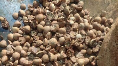 The import of areca nuts attracts high tariff value as the latter seeks to protect the domestic industry. Slices of areca nuts are generally chewed in raw form or at times, mixed with slaked lime, spices and tobacco and are used by some allegedly for its mild psychostimulant effects. (HT PHOTO) The import of areca nuts attracts high tariff value as the latter seeks to protect the domestic industry. Slices of areca nuts are generally chewed in raw form or at times, mixed with slaked lime, spices and tobacco and are used by some allegedly for its mild psychostimulant effects. (HT PHOTO)
