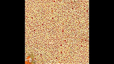 Viral Brain Teaser: How quickly can you spot all four apples? (Facebook/Gergely Dudás) Viral Brain Teaser: How quickly can you spot all four apples? (Facebook/Gergely Dudás)