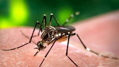 A total of 76 dengue infections have been reported in Chandigarh so far this year. (HT File Photo) A total of 76 dengue infections have been reported in Chandigarh so far this year. (HT File Photo)