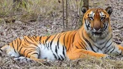 All the tiger deaths in Maharashtra in the last three years were reported from the Vidarbha region, which has five of the state’s six tiger reserves. (Representative Image) All the tiger deaths in Maharashtra in the last three years were reported from the Vidarbha region, which has five of the state’s six tiger reserves. (Representative Image)