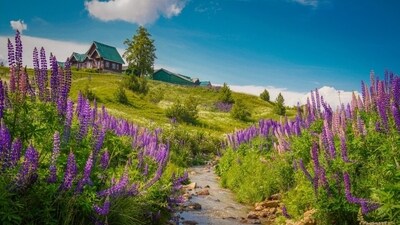 Gulmarg is one of the most renowned tourist destinations, attracting a large number of tourists from all over the countryside. (Pexels) Gulmarg is one of the most renowned tourist destinations, attracting a large number of tourists from all over the countryside. (Pexels)