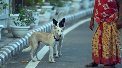 MCD on August 3 issued orders saying it will undertake a month-long drive to remove community dogs from at least 50 key locations, sparking outrage. (Sanjeev Verma/ HT Photo) MCD on August 3 issued orders saying it will undertake a month-long drive to remove community dogs from at least 50 key locations, sparking outrage. (Sanjeev Verma/ HT Photo)