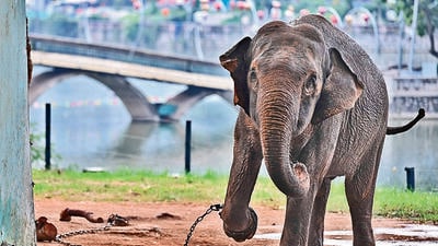 The environment ministry has started DNA profiling of all captive elephants across India. (AFP) The environment ministry has started DNA profiling of all captive elephants across India. (AFP)