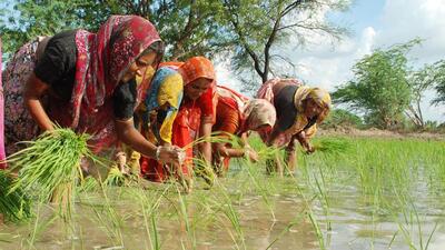 Women harvesting kharif crop in Kota region, File Photo