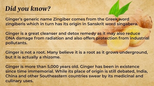 Ginger is more than 5,000 years old: Ginger has been in existence since time immemorial. Ginger is more than 5,000 years old: Ginger has been in existence since time immemorial.