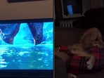 The image shows a dog watching a movie. The image shows a dog watching a movie.