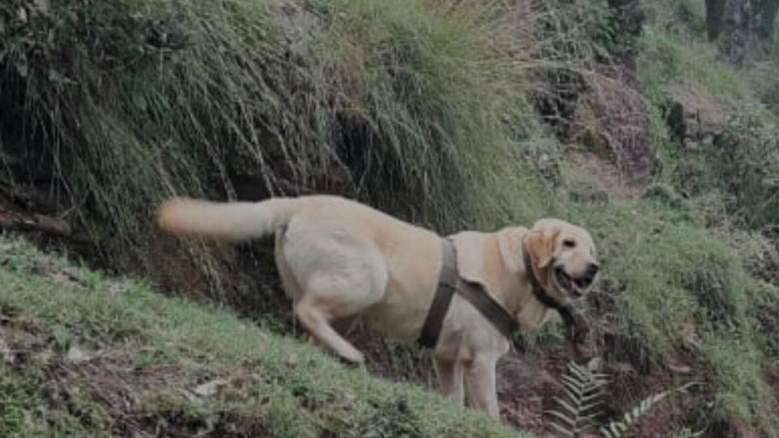 In J&K, soldier, army dog killed in anti-terror op - Vimarsana News