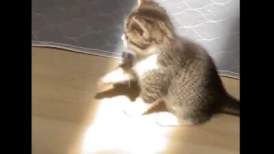 Cat discovers sunlight. (Twitter/@buitengebieden) Cat discovers sunlight. (Twitter/@buitengebieden)