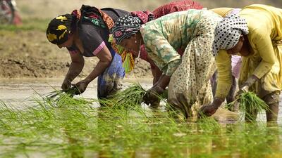 In the last Kharif marketing year, the MSP for common paddy was  ₹2,040 and for the Grade-A  ₹2,060. The government has fixed 70 lakh metric tonnes paddy purchase target. (FOR REPRESENTATION PURPOSE)
