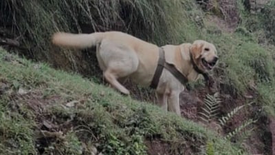 6-year-old Army dog Kent (ANI)
