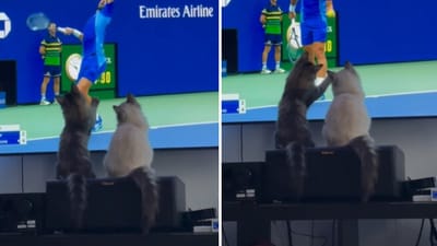 Cats watching tennis and trying to catch the ball. Cats watching tennis and trying to catch the ball.