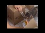 Snapshot of the kitty helping the human. Snapshot of the kitty helping the human.