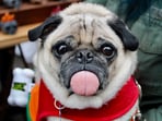 Farting, snorting dog ruins a couple's 13-hour-long flight. Farting, snorting dog ruins a couple's 13-hour-long flight.