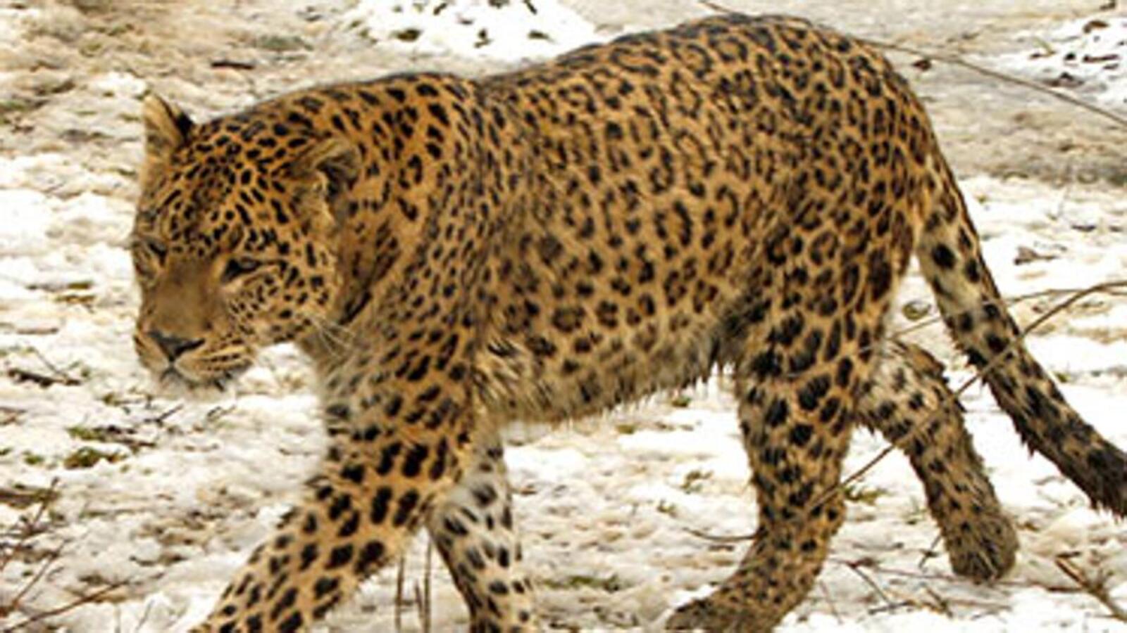 Probe ordered after leopard shot dead by forest dept team trying to capture it - Vimarsana News