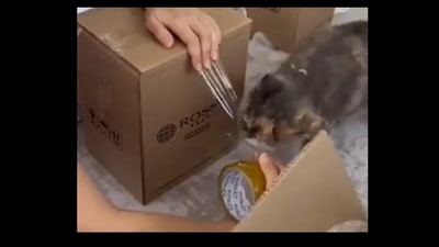 Snapshot of the kitty helping the human. (Twitter/@buitengebieden) Snapshot of the kitty helping the human. (Twitter/@buitengebieden)