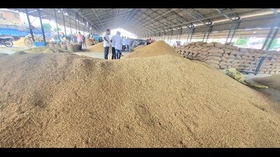 Despite floods, heavy rains and waterlogging in July as well as the El Nino effect in August, experts expect Haryana to have a bumper crop this year provided weather conditions remain favourable. (HT Photo) Despite floods, heavy rains and waterlogging in July as well as the El Nino effect in August, experts expect Haryana to have a bumper crop this year provided weather conditions remain favourable. (HT Photo)