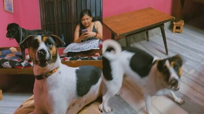 Dog's reaction upon seeing human with a face mask on. Dog's reaction upon seeing human with a face mask on.