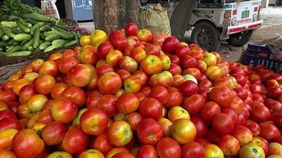 The prices of tomatoes falls, bringing relief to most households. (ANI) The prices of tomatoes falls, bringing relief to most households. (ANI)