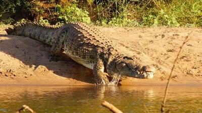 The rise in temperature may impact the habitat of the saltwater crocodiles and Olive Ridley sea turtles at the Bhitarkanika national park. (Unsplash) The rise in temperature may impact the habitat of the saltwater crocodiles and Olive Ridley sea turtles at the Bhitarkanika national park. (Unsplash)