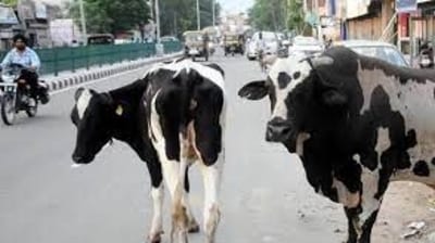 Catch stray cattle, put them in cow shelters: UP chief secretary to officials (File)