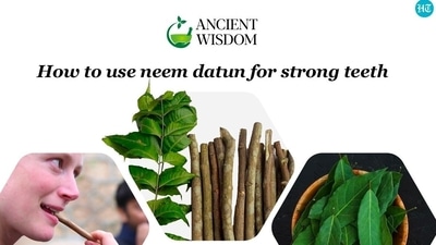 All parts of the neem tree be it leaves, seeds, flowers, fruits, bark and roots have been used to treat many diseases and disorders for thousands of years All parts of the neem tree be it leaves, seeds, flowers, fruits, bark and roots have been used to treat many diseases and disorders for thousands of years