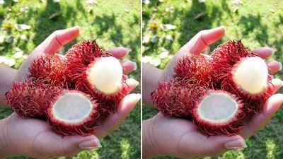 Rambutan is a good source of soluble and insoluble fibre. Insoluble fibre adds bulk to your stool and helps speed up intestinal transit, thus reducing your likelihood of constipation. The other half of the fibre is soluble. Soluble fibre provides food for your beneficial gut bacteria.&nbsp; (Pinterest)