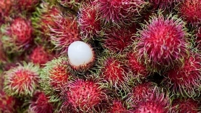 Ellagitannin geraniin is a polyphenolic compound present in the rind of rambutan which is potentially effective against metabolic dysfunction and mitigated anomalies caused by a high fat diet.&nbsp; (Freepik)