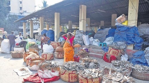 Fishermen along the Konkan have always sought pomfret, but as one prized fish among many (HT PHOTO) Fishermen along the Konkan have always sought pomfret, but as one prized fish among many (HT PHOTO)