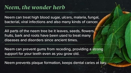 Neem has immunomodulatory, anti-inflammatory, and antioxidant properties. It also has compounds that provide protection from high blood sugar, ulcer, malaria, fungal, bacterial, viral infections and also many kinds of cancer. Neem has immunomodulatory, anti-inflammatory, and antioxidant properties. It also has compounds that provide protection from high blood sugar, ulcer, malaria, fungal, bacterial, viral infections and also many kinds of cancer.