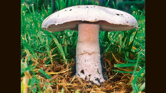The mycophobia (fear of mushroom) of Indians started waning after the economic reforms in the 1990s. (HT PHOTO)