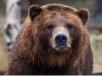 A bear broke into a house and ate food from someone's fridge.  