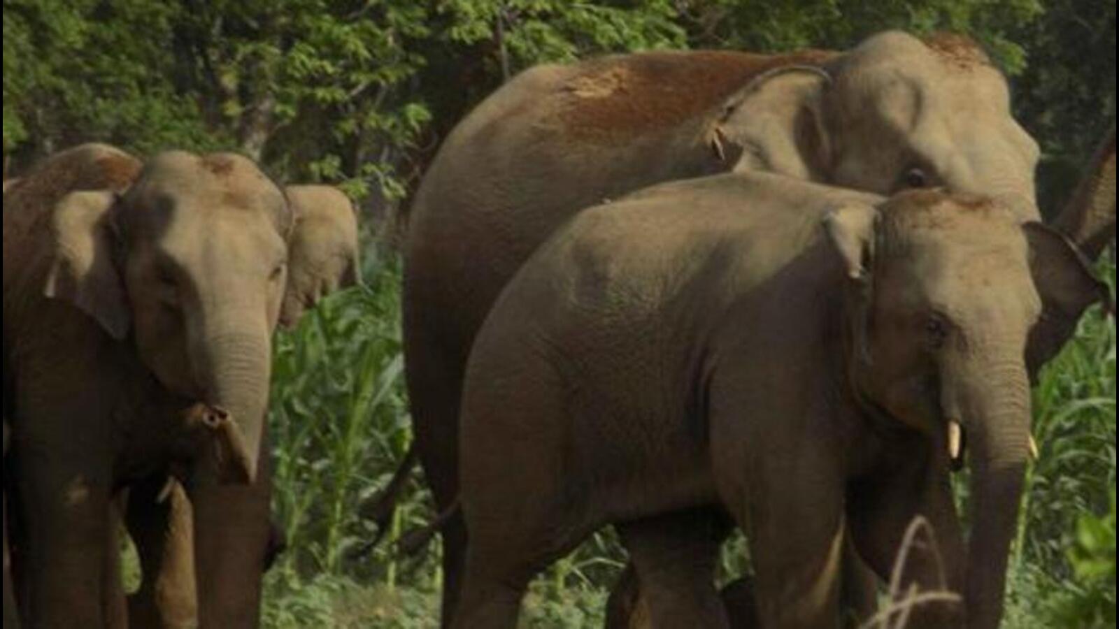 Nagaland forest minister apologises for insensitive remark on human-elephant conflict - Vimarsana News