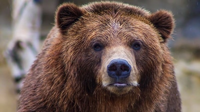 A bear broke into a house and ate food from someone's fridge. (Unsplash) A bear broke into a house and ate food from someone's fridge. (Unsplash)