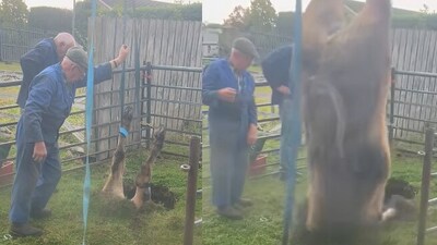 Snapshot of the farmer rescuing the bullock.
